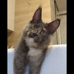 Maine coon kitten Malta video 2