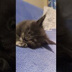 Maine coon kitten Malta video 3
