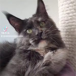 Maine coon kitten Malta video 4