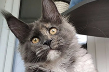 Maine Coon kitten Malta StarPaws, color gs, litter M, 10.12.2020