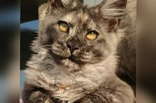 Maine Coon kitten Misha StarPaws, color fs, litter M, 10.12.2020