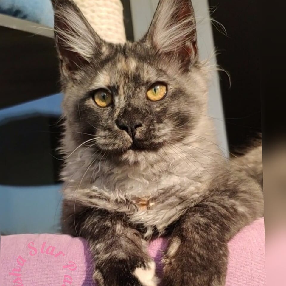 Maine Coon kitten Misha StarPaws, color fs, litter M, 10.12.2020