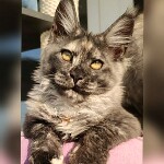 Maine Coon kitten Misha StarPaws, color fs, litter M, 10.12.2020