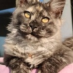 Maine Coon kitten Misha StarPaws, color fs, litter M, 10.12.2020