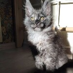Maine Coon kitten Misha StarPaws, color fs, litter M, 10.12.2020