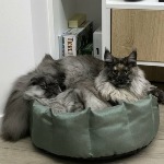 Maine Coon kitten Misha StarPaws, color fs, litter M, 10.12.2020