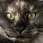 Maine Coon kitten Misha StarPaws, color fs, litter M, 10.12.2020