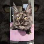 Maine coon kitten Misha video 1