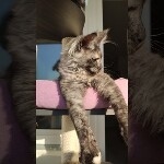 Maine coon kitten Misha video 2