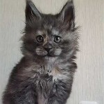 Maine coon kitten Misha video 3