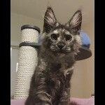 Maine coon kitten Misha video 4
