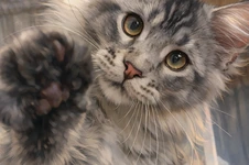 Maine Coon kitten Maybach StarPaws, color ns 25, litter M1, 03.07.2024