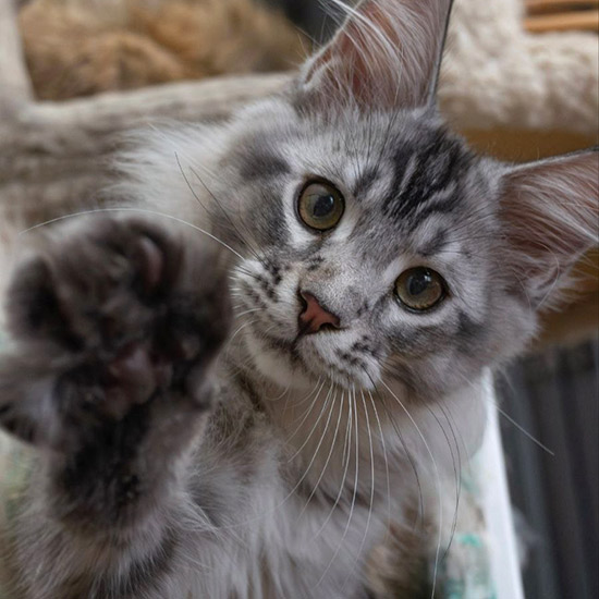 Maine Coon kitten Maybach StarPaws, color ns 25, litter M1, 03.07.2024