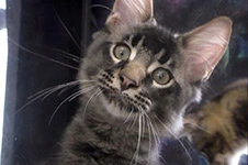 Maine Coon kitten Milos StarPaws, color ns 25, litter M1, 03.07.2024