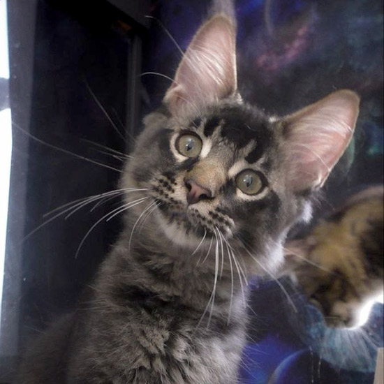 Maine Coon kitten Milos StarPaws, color ns 25, litter M1, 03.07.2024