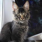 Maine Coon kitten Milos StarPaws, color ns 25, litter M1, 03.07.2024