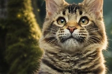 Maine Coon kitten Moti StarPaws, color n 25, litter M1, 03.07.2024