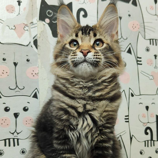 Maine Coon kitten Moti StarPaws, color n 25, litter M1, 03.07.2024