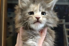 Maine Coon kitten Naomi StarPaws, color gs 22, litter N, 09.02.2021
