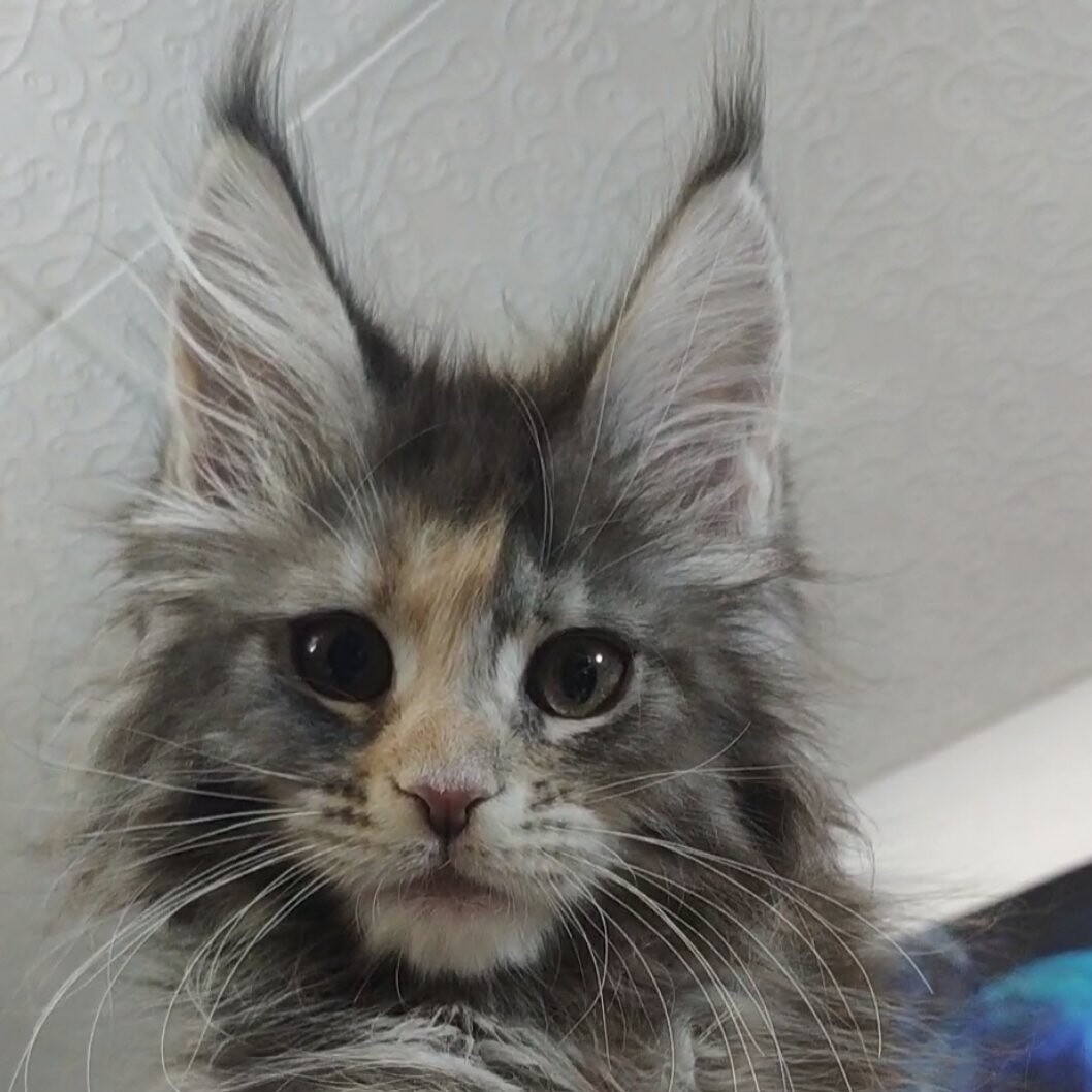 Maine Coon kitten Naomi StarPaws, color gs 22, litter N, 09.02.2021