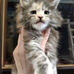 Maine Coon kitten Naomi StarPaws, color gs 22, litter N, 09.02.2021