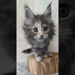 Maine coon kitten Naomi video 1