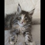 Maine coon kitten Naomi video 2