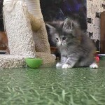 Maine coon kitten Naomi video 3