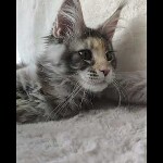 Maine coon kitten Naomi video 4