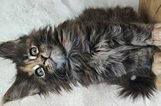 Maine Coon kitten Neona StarPaws, color fs 22, litter N, 09.02.2021