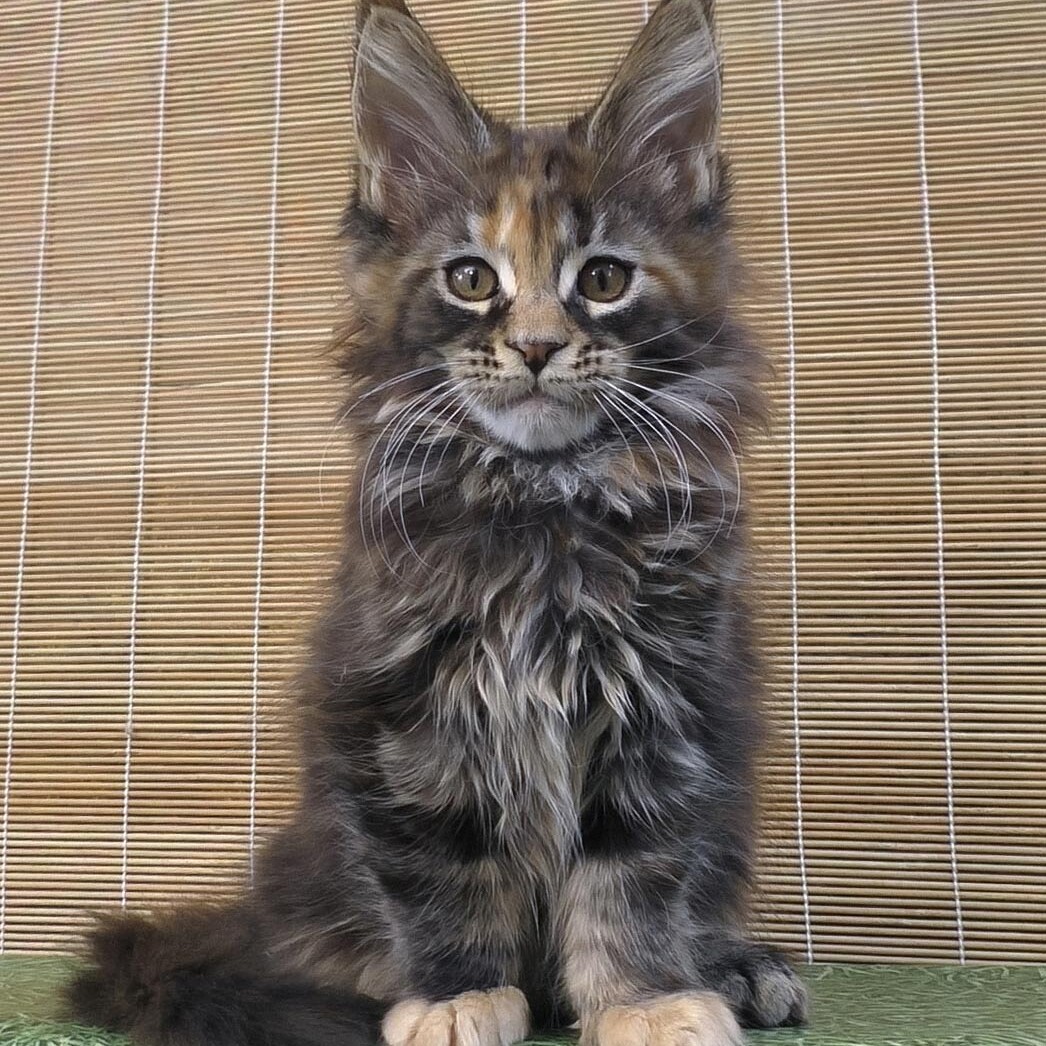 Maine Coon kitten Neona StarPaws, color fs 22, litter N, 09.02.2021