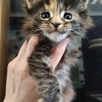 Maine Coon kitten Neona StarPaws, color fs 22, litter N, 09.02.2021