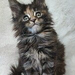Maine Coon kitten Neona StarPaws, color fs 22, litter N, 09.02.2021
