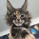Maine Coon kitten Neona StarPaws, color fs 22, litter N, 09.02.2021