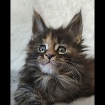 Maine coon kitten Neona video 1