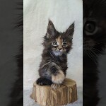 Maine coon kitten Neona video 2