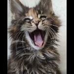 Maine coon kitten Neona video 3