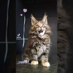 Maine coon kitten Neona video 4