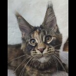 Maine coon kitten Neona video 5
