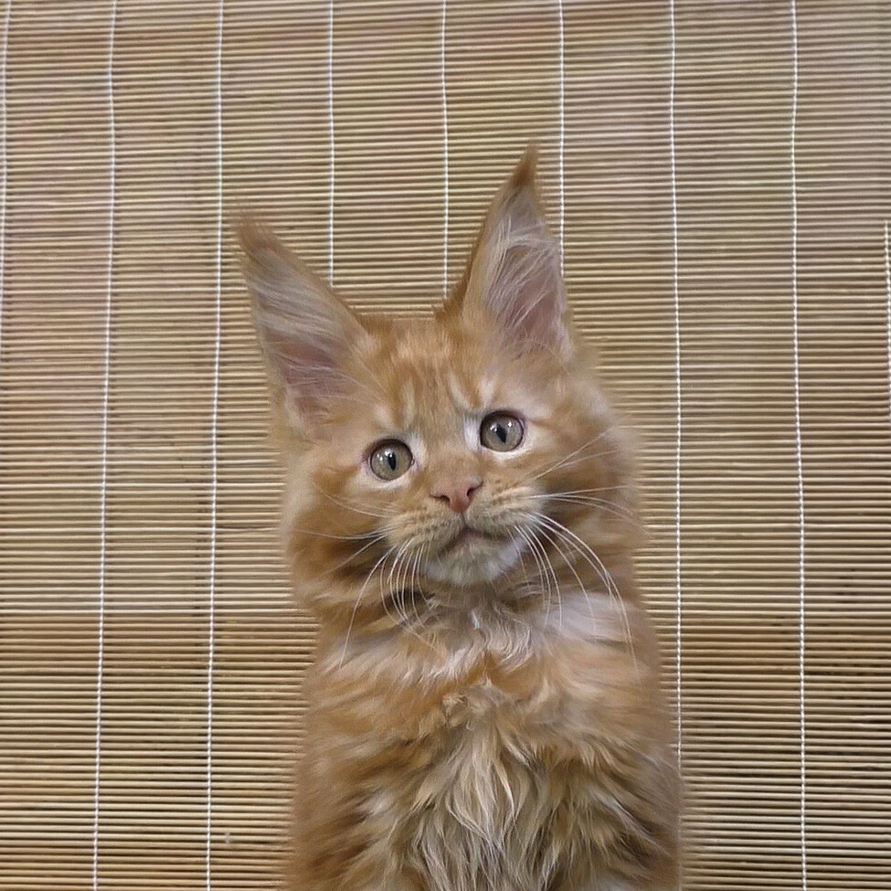 Maine Coon kitten Nice StarPaws, color d 22, litter N, 09.02.2021