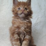 Maine Coon kitten Nice StarPaws, color d 22, litter N, 09.02.2021
