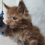 Maine Coon kitten Nice StarPaws, color d 22, litter N, 09.02.2021
