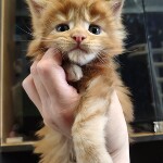 Maine Coon kitten Nice StarPaws, color d 22, litter N, 09.02.2021
