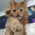 Maine Coon kitten Nice StarPaws, color d 22, litter N, 09.02.2021