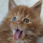 Maine coon kitten Nice video 1