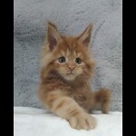 Maine coon kitten Nice video 2