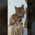 Maine coon kitten Nice video 3