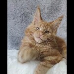 Maine coon kitten Nice video 4