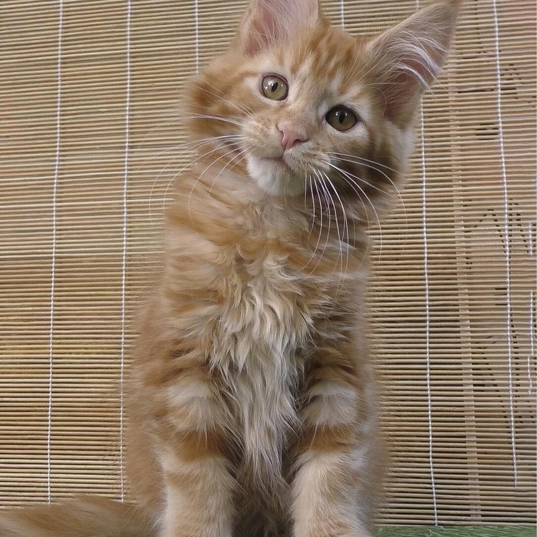 Maine Coon kitten Nika StarPaws, color ds 22, litter N, 09.02.2021