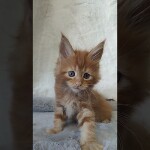 Maine coon kitten Nika video 1